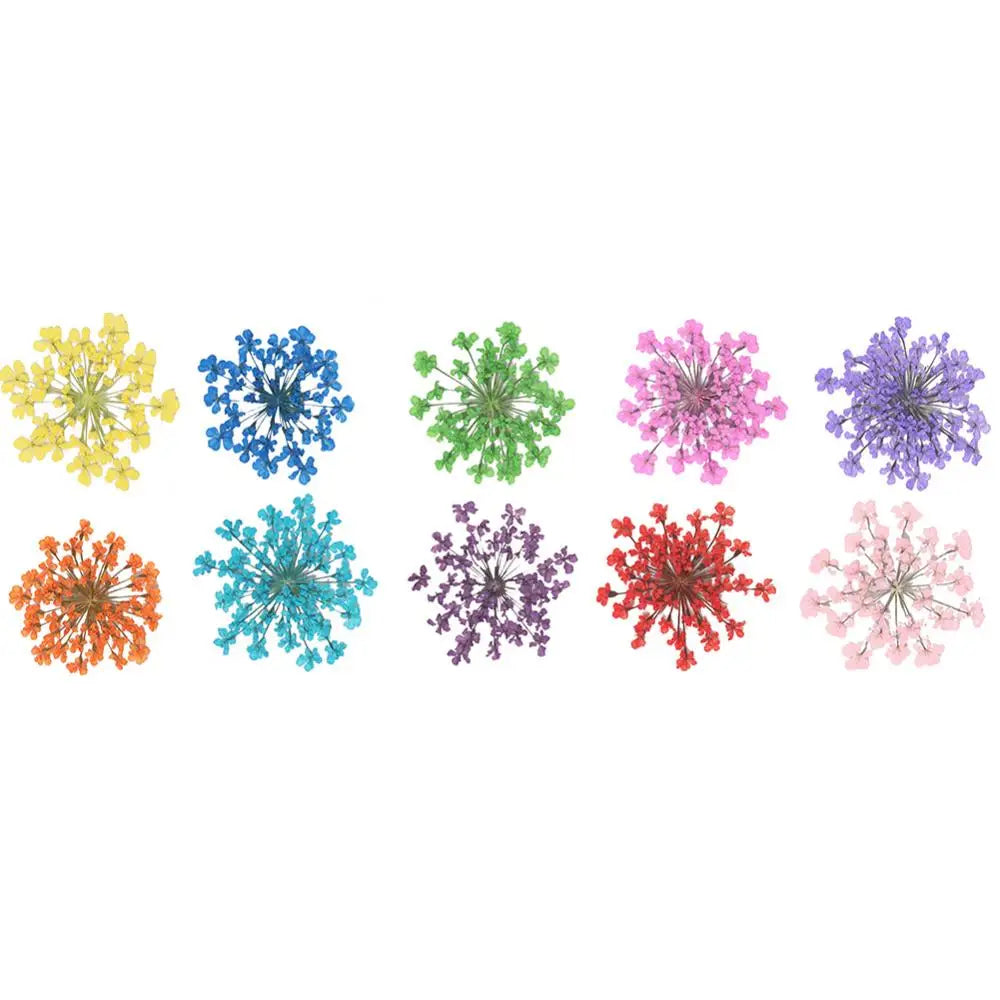 Hemasa 100Pcs Pressed Dried Ammi Majus Flower Epoxy Resin Nail Craft Gifts DIY Phone Shell Material Hand-made Plant Home Decoration