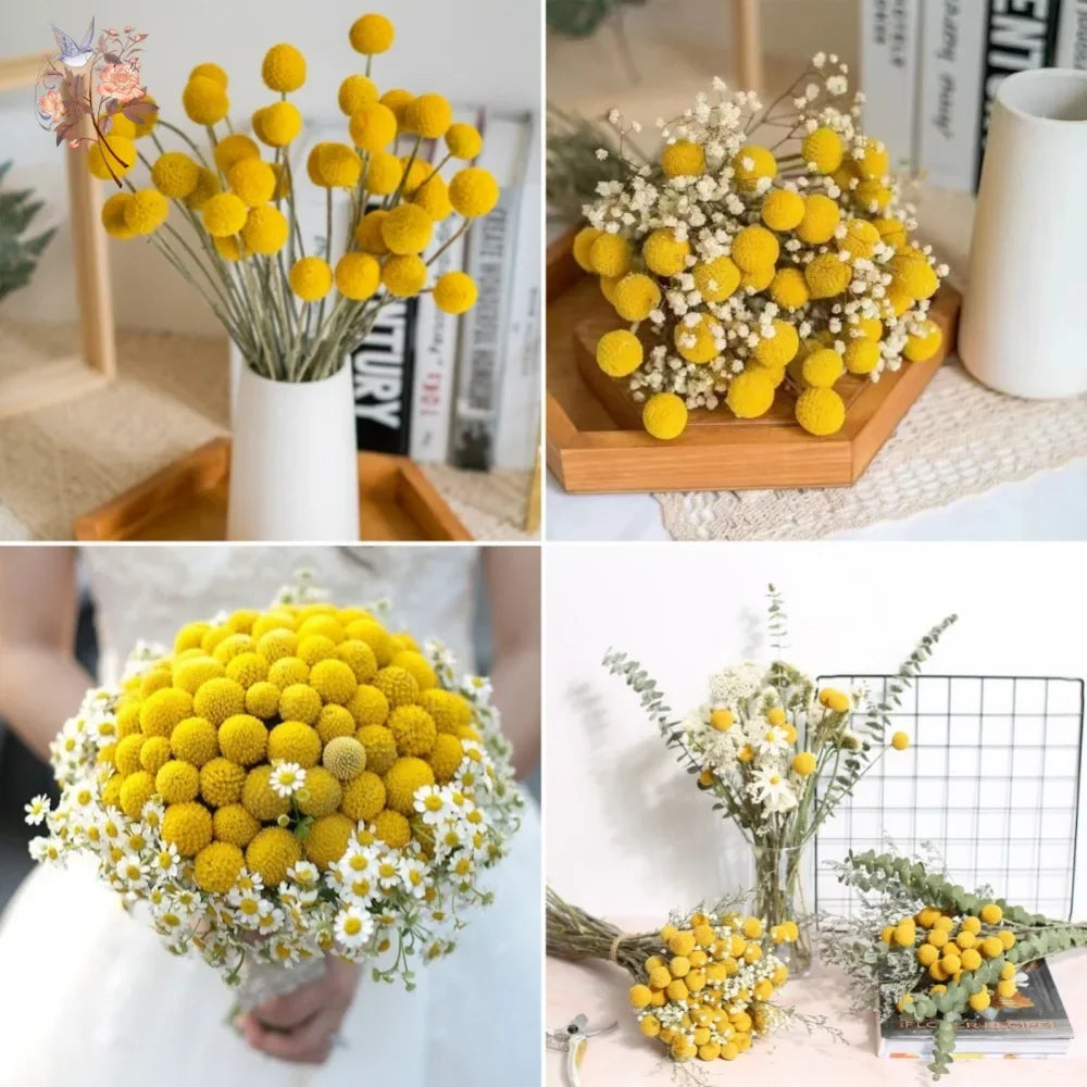 20Pcs Natural Dried Craspedia Flowers Bouquet Billy Button Balls Wedding Party Decoration Real Plants Home Vase Decor DIY Crafts