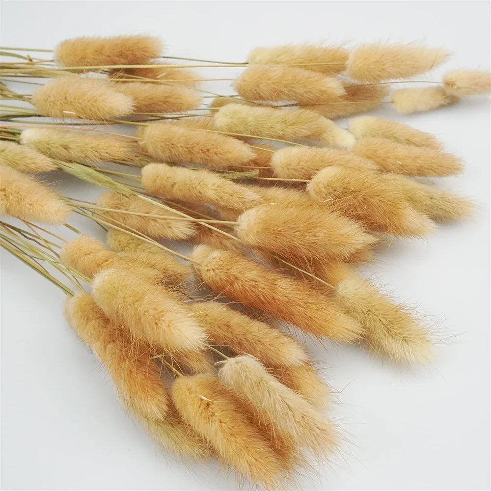 Hemasa Bunny Tails Dried Flowers, Natural Dry Pampas,Eternal Rabbit Tails Grass for Vase,Arrangement Wedding,Home,Hotel Decoration