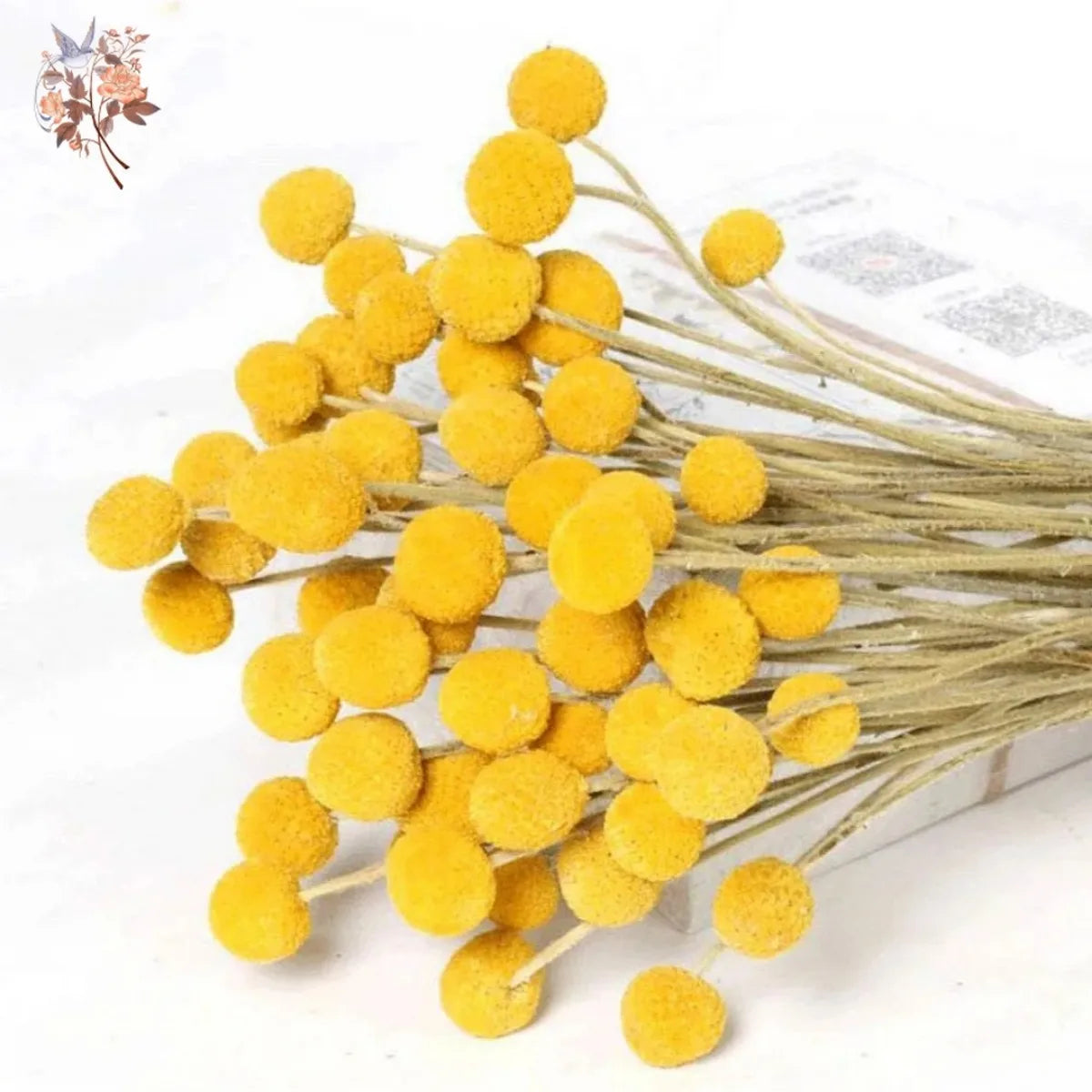 Natural Dried Yellow Golden Balls Craspedia Billy Ball Bouquet DIY Flowers Arrangement Wedding Party Decoration Home Table Decor