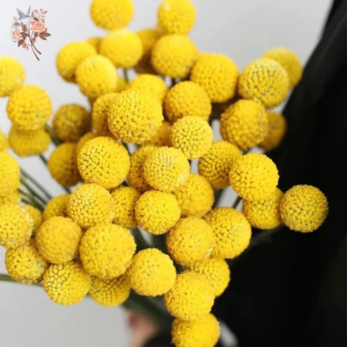 Natural Dried Yellow Golden Balls Craspedia Billy Ball Bouquet DIY Flowers Arrangement Wedding Party Decoration Home Table Decor