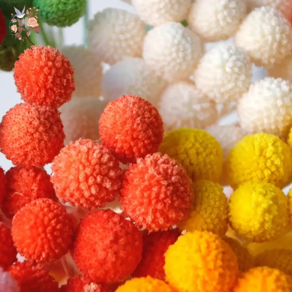20Pcs Natural Dried Craspedia Flowers Bouquet Billy Button Balls Wedding Party Decoration Real Plants Home Vase Decor DIY Crafts
