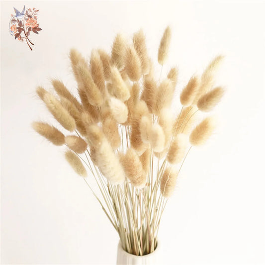 50Pcs Rabbit Tail Dried Flower Bunch Natural Bunny Pampas Grass Real Bouquet for Photo Prop Flores Home Wedding Party Decoration