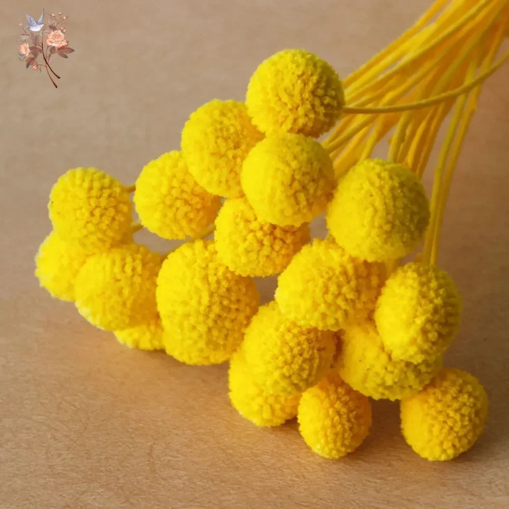 20Pcs Natural Dried Craspedia Flowers Bouquet Billy Button Balls Wedding Party Decoration Real Plants Home Vase Decor DIY Crafts