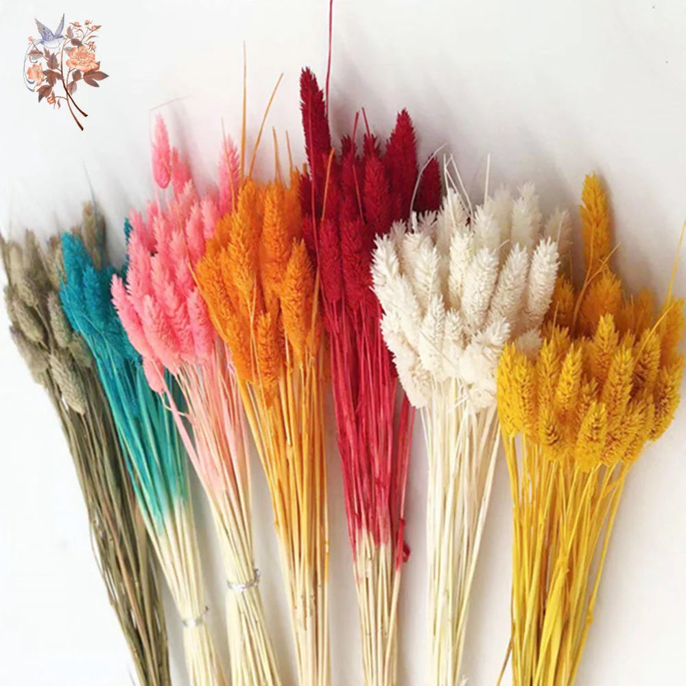 Natural Dried Gem Grass Bouquet Wedding Decoration Real Dry Plant Jewelry Grass Phalaris Preserved Flower Home Living Room Decor
