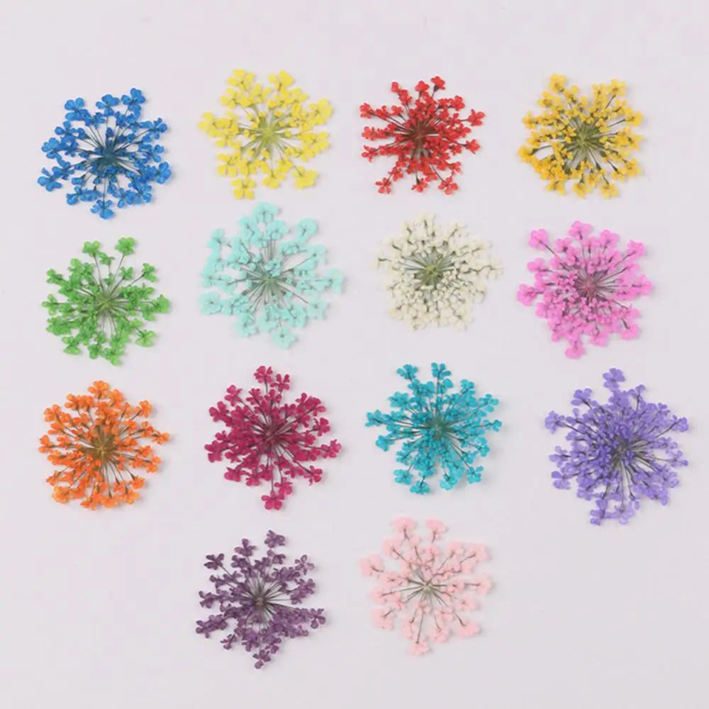 Hemasa 100Pcs Pressed Dried Ammi Majus Flower Epoxy Resin Nail Craft Gifts DIY Phone Shell Material Hand-made Plant Home Decoration