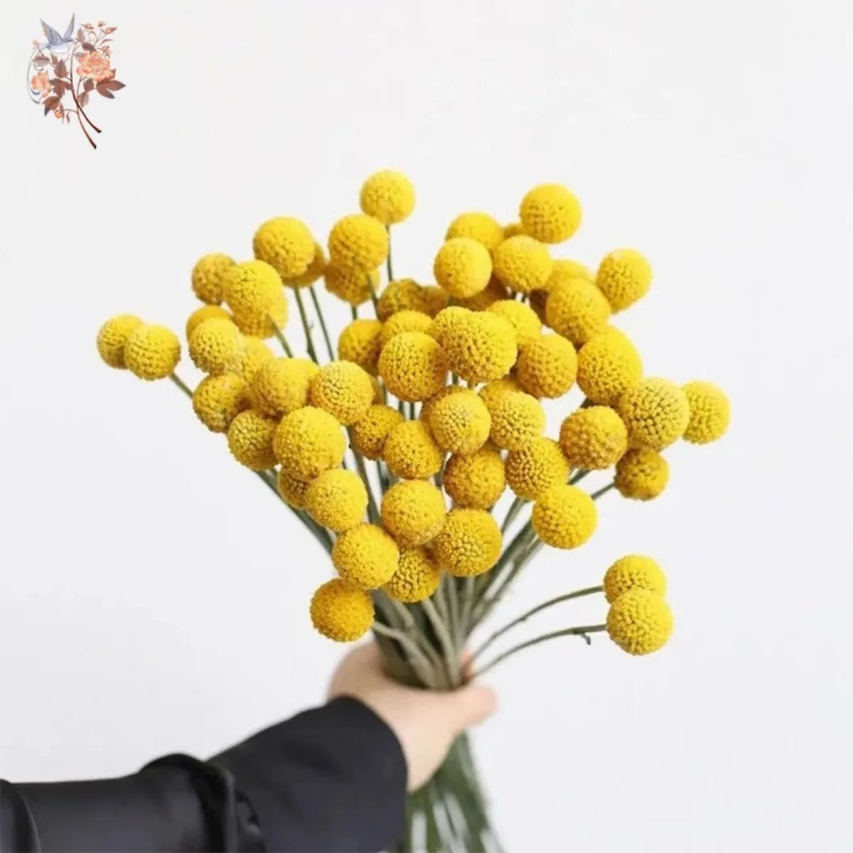 Natural Dried Yellow Golden Balls Craspedia Billy Ball Bouquet DIY Flowers Arrangement Wedding Party Decoration Home Table Decor