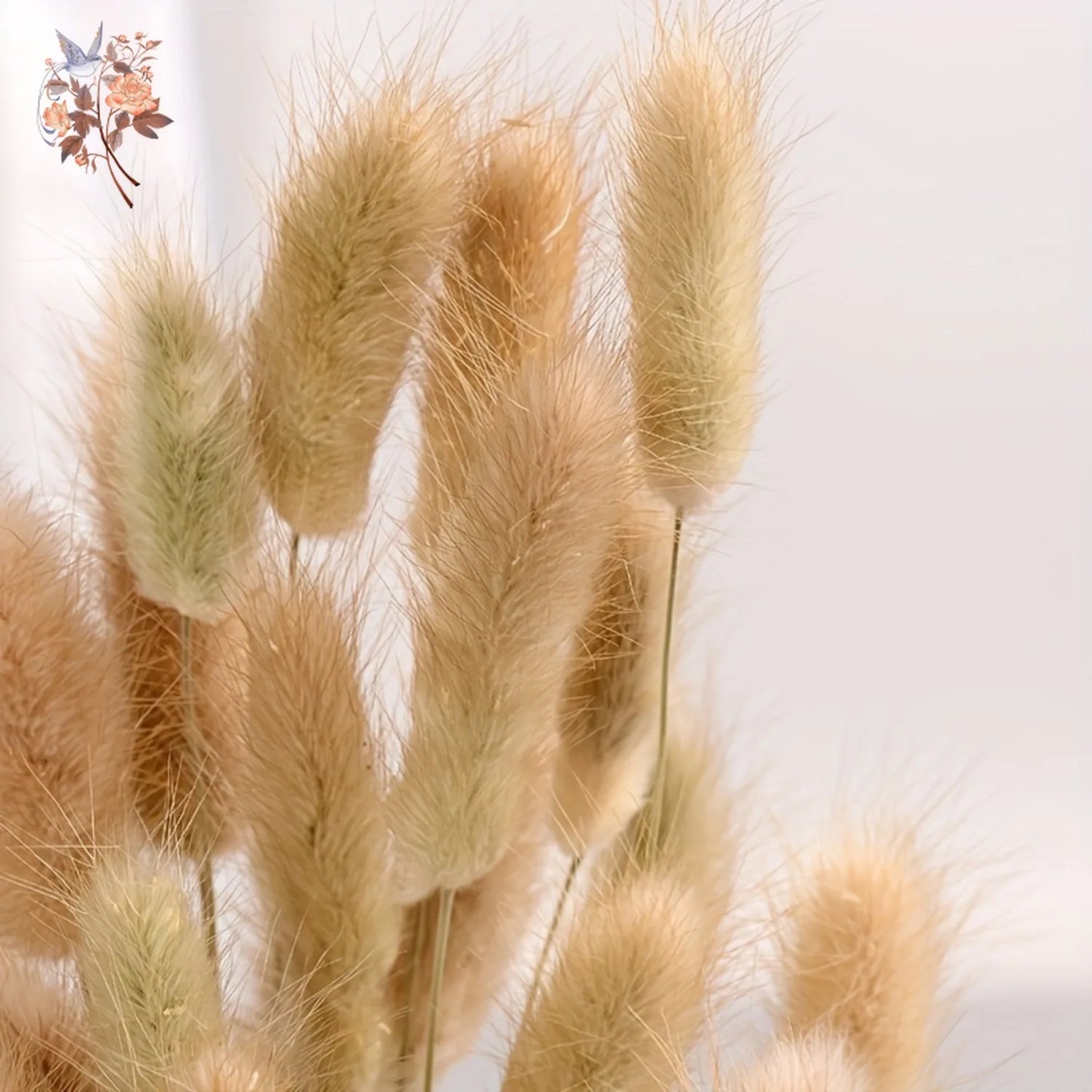 50Pcs Rabbit Tail Dried Flower Bunch Natural Bunny Pampas Grass Real Bouquet for Photo Prop Flores Home Wedding Party Decoration