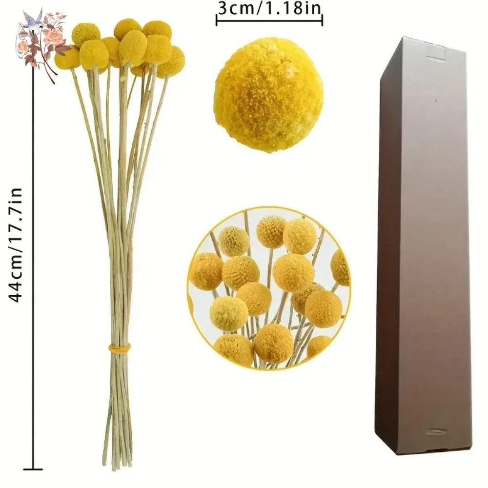 20Pcs Natural Dried Craspedia Flowers Bouquet Billy Button Balls Wedding Party Decoration Real Plants Home Vase Decor DIY Crafts