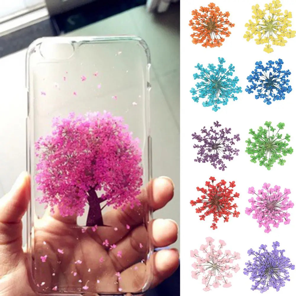 Hemasa 100Pcs Pressed Dried Ammi Majus Flower Epoxy Resin Nail Craft Gifts DIY Phone Shell Material Hand-made Plant Home Decoration