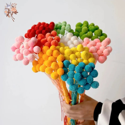20Pcs Natural Dried Craspedia Flowers Bouquet Billy Button Balls Wedding Party Decoration Real Plants Home Vase Decor DIY Crafts